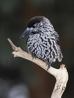 Spotted Nutcracker Prints: Notenkraker, Spotted Nutcracker, Nucifraga caryocatactes