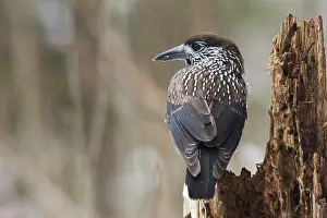 Germany Bird Species Prints: Notenkraker, Spotted Nutcracker, Nucifraga caryocatactes