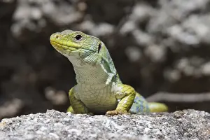 June Prints: Ocellated Lizard Print, Istres - France, 04/10/2023