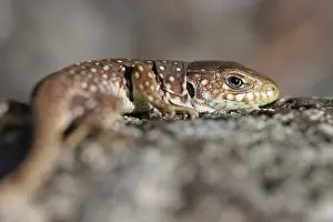 Ocellated Lizard Prints: Ocellated Lizard, Timon lepidus
