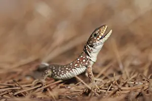 Timon Lepidus Prints: Ocellated Lizard, Timon lepidus