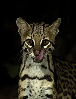 Brazilian Jungle Animals Prints: Ocelot (Leopardus pardalus mitis)