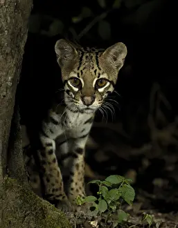 Brazilian Jungle Animals Prints: Ocelot (Leopardus pardalus mitis)