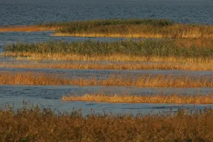 Wetland Landscape Photography Prints: Oderdelta, Oderdelta