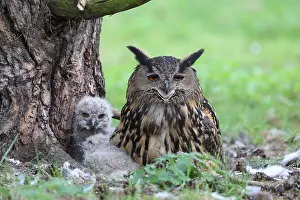 European Eagle Owl Habitat Prints: Oehoe, Eurasian Eagle-Owl, Bubo bubo