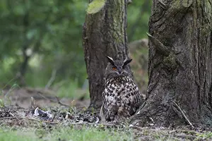 Raptor Bird Photography Prints: Oehoe, Eurasian Eagle-Owl, Bubo bubo