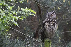 Eurasian Eagle Owl Prints: Oehoe, Eurasian Eagle-Owl, Bubo bubo
