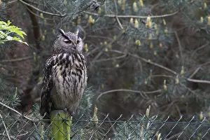Eurasian Eagle Owl Prints: Oehoe, Eurasian Eagle-Owl, Bubo bubo