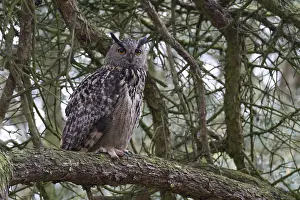 Eurasian Eagle Owl Prints: Oehoe, Eurasian Eagle-Owl, Bubo bubo