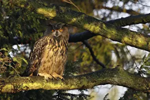 Eurasian Eagle Owl Habitat Prints: Oehoe, Eurasian Eagle Owl, Bubo bubo