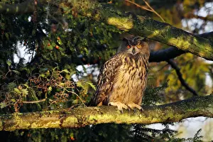 European Eagle Owl Prints: Oehoe, Eurasian Eagle Owl, Bubo bubo