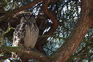 Eurasian Eagle Owl Prints: Oehoe, Eurasian Eagle-Owl, Bubo bubo