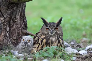 Bubo Bubo Prints: Oehoe, Eurasian Eagle-Owl, Bubo bubo