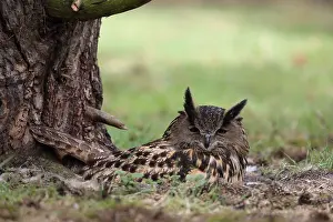 Eurasian Eagle Owl Prints: Oehoe, Eurasian Eagle-Owl, Bubo bubo