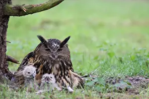 Eurasian Eagle Owl Prints: Oehoe, Eurasian Eagle-Owl, Bubo bubo