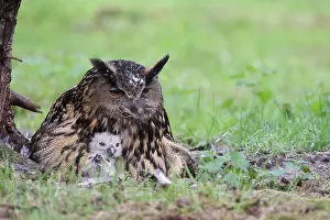 Eurasian Eagle Owl Prints: Oehoe, Eurasian Eagle-Owl, Bubo bubo