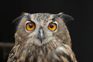 Eurasian Eagle Owl Prints: Oehoe, Eurasian Eagle Owl, Bubo bubo