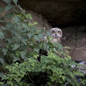 Young Eurasian Eagle-Owl Print