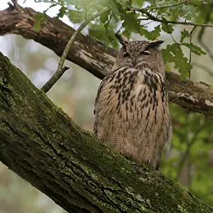 Eurasian Eagle Owl Prints: Oehoe, Eurasian Eagle Owl, Bubo bubo
