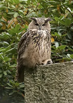 Eurasian Eagle Owl Prints: Oehoe, Eurasian Eagle Owl, Bubo bubo
