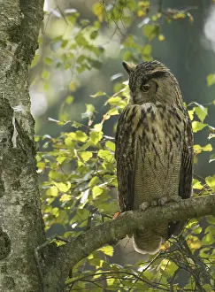 Eurasian Eagle Owl Prints: Oehoe, Eurasian Eagle Owl, Bubo bubo