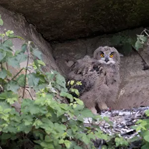 Bubo Bubo Species Prints: Oehoe, Eurasian Eagle-Owl, Bubo bubo