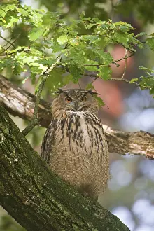 Eurasian Eagle Owl Prints: Oehoe, Eurasian Eagle Owl, Bubo bubo