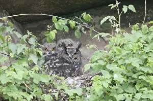 Images Dated 21st May 2012: Eurasian Eagle-Owl Print with Young at Nest