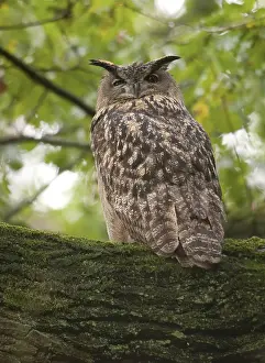 Eurasian Eagle Owl Habitat Prints: Oehoe, Eurasian Eagle Owl, Bubo bubo