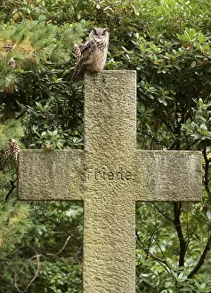 Eurasian Eagle Owl Prints: Oehoe, Eurasian Eagle Owl, Bubo bubo