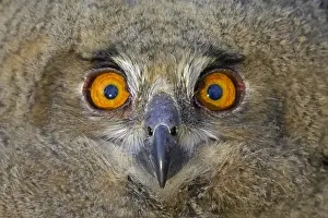 Eurasian Eagle Owl Prints: Oehoe, Eurasian Eagle-Owl, Bubo bubo