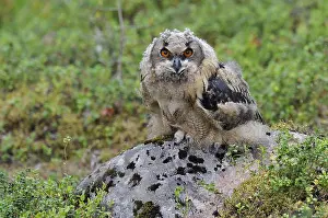 Framed Print : Eurasian Eagle-Owl Print Framed Print : Eurasian Eagle-Owl Print
