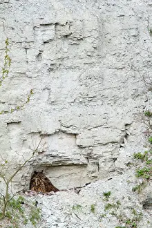 Eurasian Eagle Owl Prints: Oehoe, Eurasian Eagle Owl, Bubo bubo