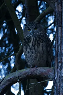 Eurasian Eagle Owl Prints: Oehoe, Eurasian Eagle-Owl, Bubo bubo