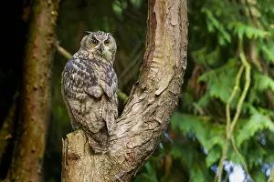 Eurasian Eagle Owl Prints: Oehoe, Eurasian Eagle-Owl, Bubo bubo