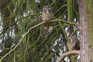 Eurasian Eagle Owl Prints: Oehoe, Eurasian Eagle-Owl, Bubo bubo