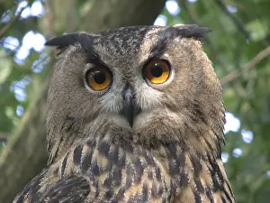 Eurasian Eagle Owl Prints: Oehoe; Eurasian Eagle Owl; Bubo bubo
