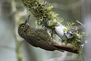 Images Dated 31st December 2018: Olive-backed Woodcreeper Print - Versalles, Colombia