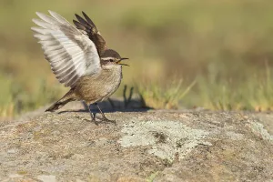 Argentina Nature Reserves Prints: Olrog's Cinclodes, Cinclodes olrogi