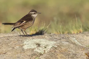 Argentina Nature Reserves Prints: Olrog's Cinclodes, Cinclodes olrogi