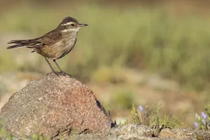 Argentina Bird Species Prints: Olrog's Cinclodes, Cinclodes olrogi