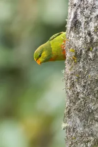 Oceania Nature Scenes Prints: Orange-billed Lorikeet, Neopsittacus pullicauda