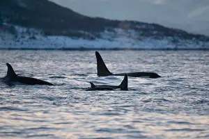 Orcinus Orca Prints: Orca, Orcinus orca