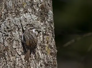 Eurasian Treecreeper Prints: Orientalis Eurasian Treecreeper, Certhia familiaris daurica