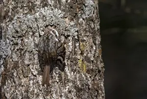 Eurasian Treecreeper Prints: Orientalis Eurasian Treecreeper, Certhia familiaris daurica