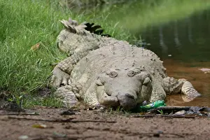 Orinoco Crocodile