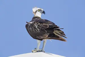Raptor Wildlife Photography Prints: Osprey