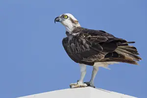 Osprey Bird Prints: Osprey