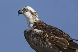 Raptor Bird Species Prints: Osprey