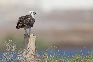 Osprey Bird Prints: Osprey